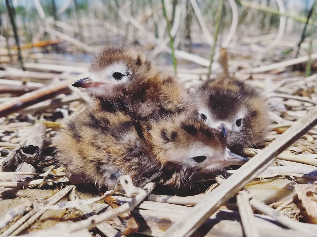 black tern chicks 