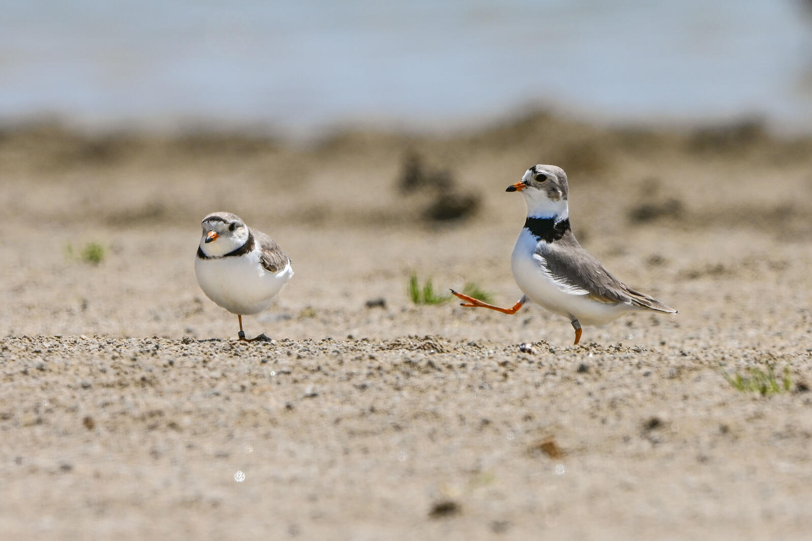 Nish the Piping Plover attempts to court Nellie in Maumee Bay State Park, May, 2021. Photo: Christy Frank